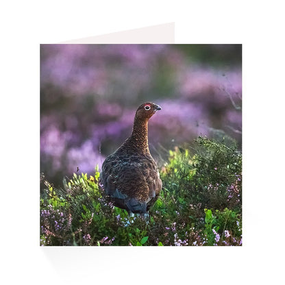 Upland Greetings Card Pack