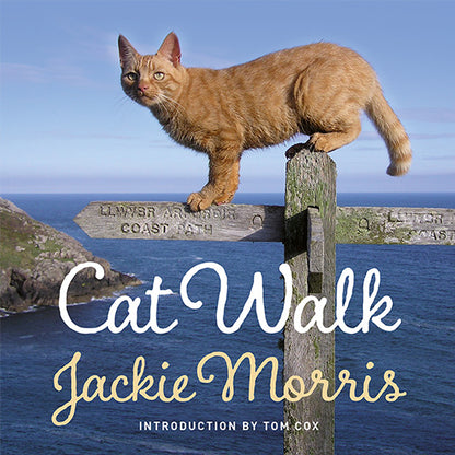 Cat Walk Jackie Morris Tom Cox published by Graffeg