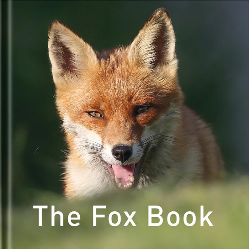 The Fox Book – Graffeg Books