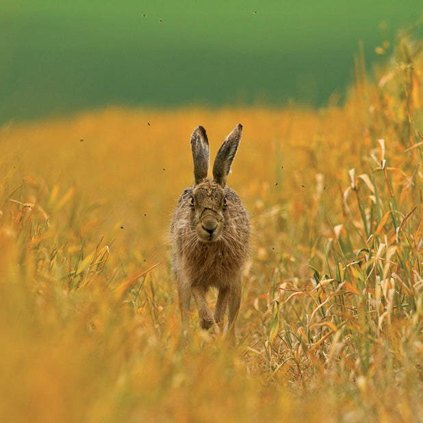 The Hare Greetings Card Pack