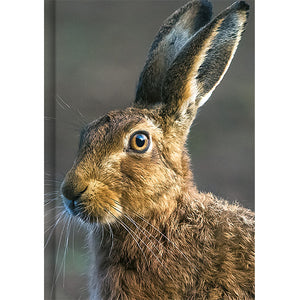 The Hare Notebook