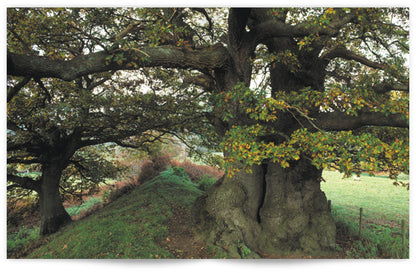 Heritage Trees Wales