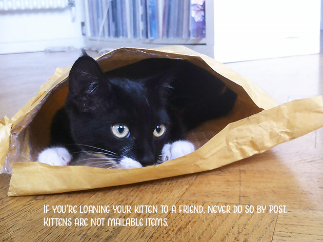 Kitten Advice Notecard Pack