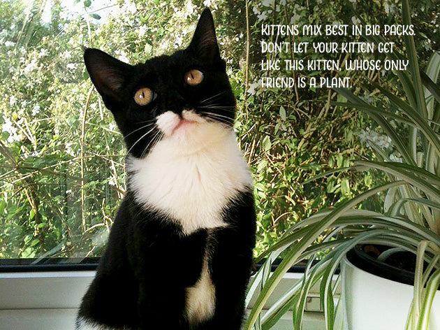 Kitten Advice Notecard Pack