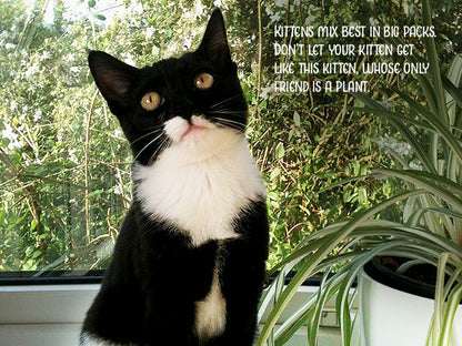 Kitten Advice Notecard Pack