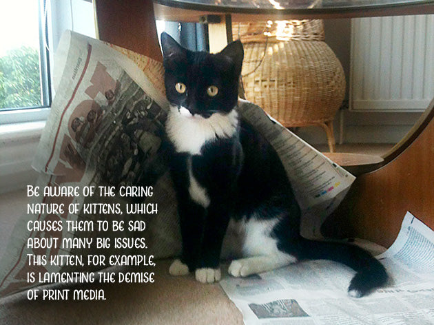 Kitten Advice Notecard Pack