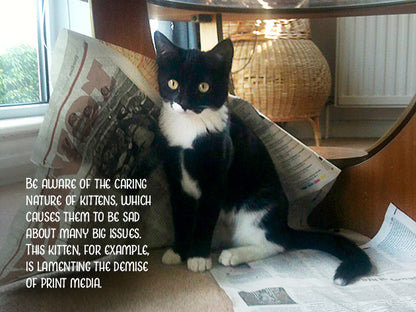 Kitten Advice Notecard Pack