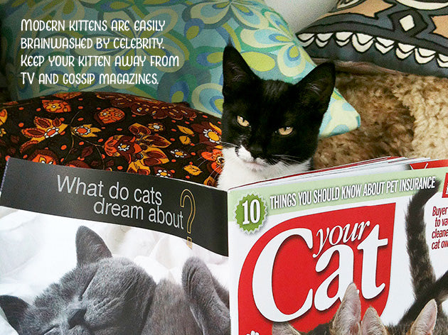 Kitten Advice Notecard Pack