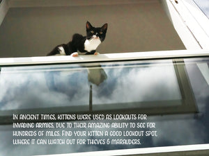 Kitten Advice Notecard Pack