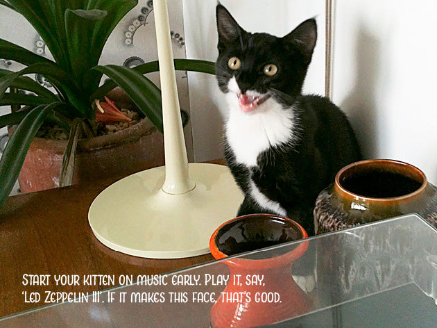 Kitten Advice Notecard Pack