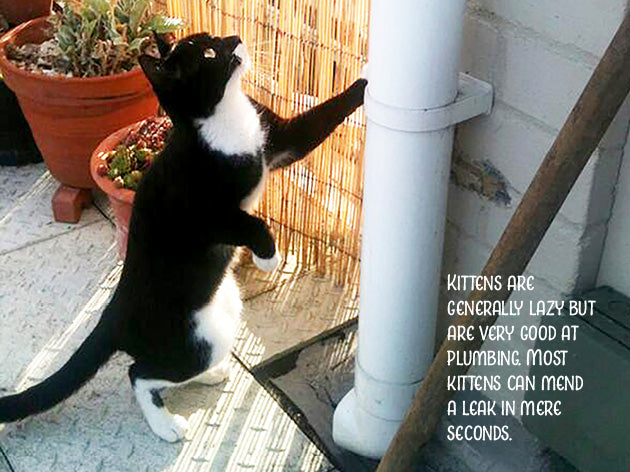 Kitten Advice Notecard Pack