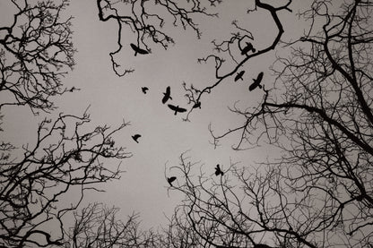 The Starlings & Other Stories