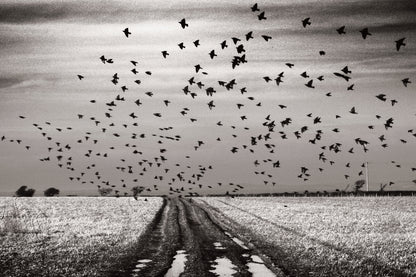 The Starlings & Other Stories