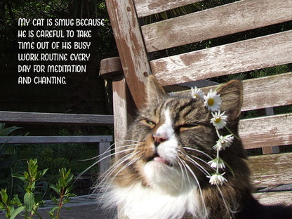 My Smug Cat Notecard Pack