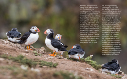 Puffins (Pocket Series)