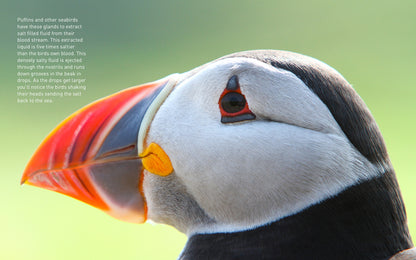 Puffins (Pocket Series)
