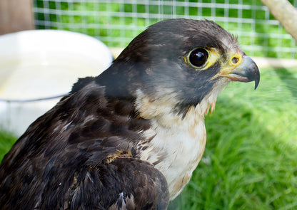 Queen of the Sky -  Compact Edition