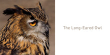 Load image into Gallery viewer, The Owl Book
