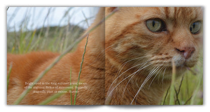 Cat Walk Jackie Morris Tom Cox published by Graffeg