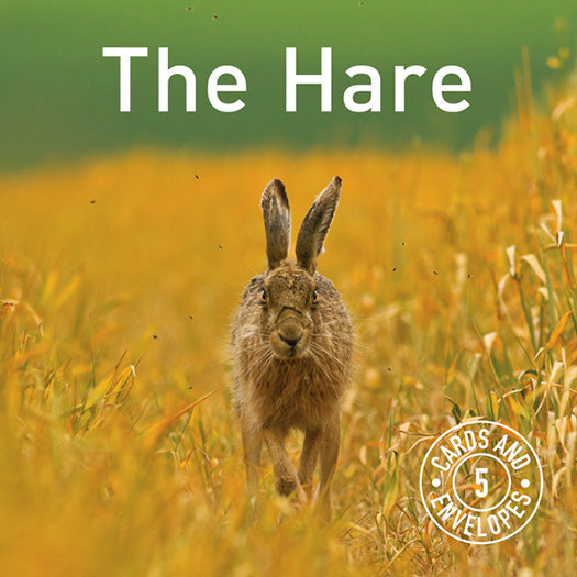 The Hare Greetings Card Pack