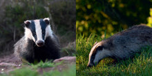 Load image into Gallery viewer, The Badger Book
