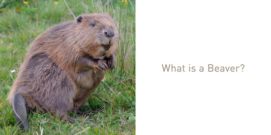 The Beaver Book