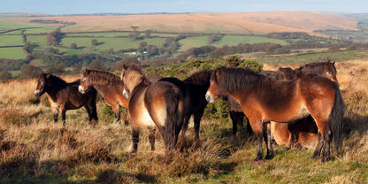 The Native Pony Book