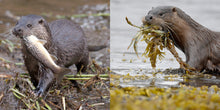 Load image into Gallery viewer, The Otter Book
