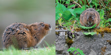 Load image into Gallery viewer, The Water Vole Book
