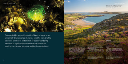 Wonders of the Celtic Deep