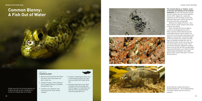 Wonders of the Celtic Deep