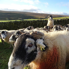 Load image into Gallery viewer, Yorkshire Shepherdess Greetings Card Pack
