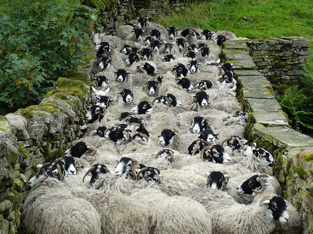 Yorkshire Shepherdess Notecards