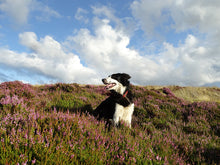 Load image into Gallery viewer, Yorkshire Shepherdess Notecards
