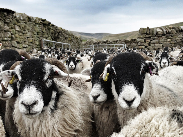 Yorkshire Shepherdess Notecards