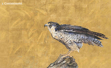 Load image into Gallery viewer, Peregrine by Jackie Morris
